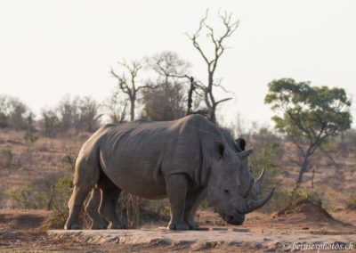 Deux rhinos dans la savane