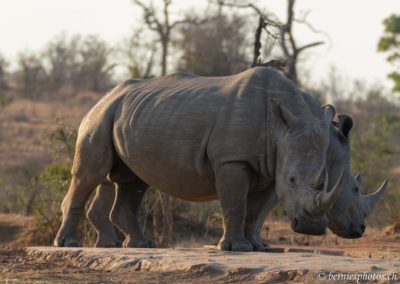 Rhinocéros blancs