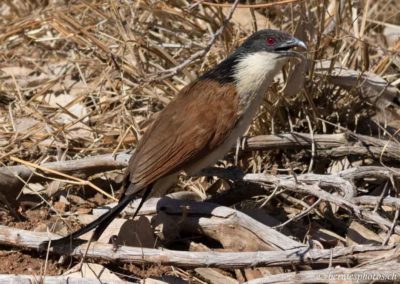 Coucal de Burchell