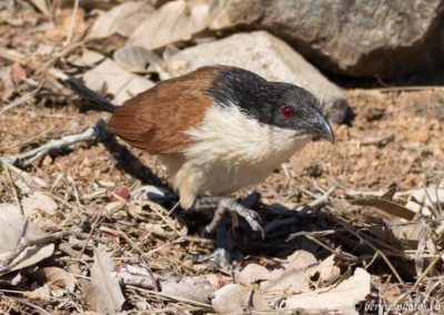 Coucal de Burchell