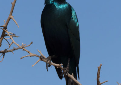Choucador à oreillons bleus
