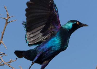 Envol de choucador à oreillons bleus