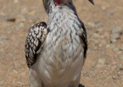 Vous connaissez mon cousin Zazu?