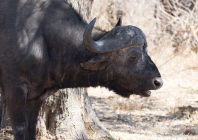 Tête de buffle