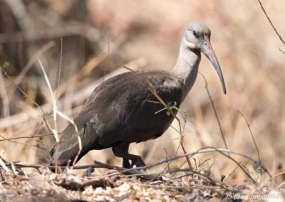 Ibis hagedash