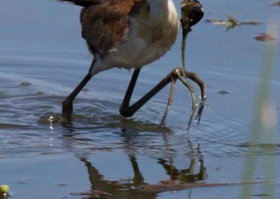 Retour de pêche du jacana à poitrine dorée