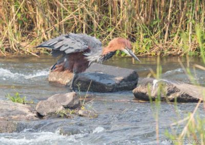 Attention les poissons j'arrive!