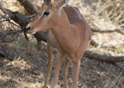 Gracieux impala