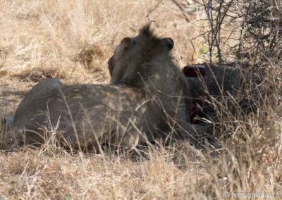 Lion près de sa proie