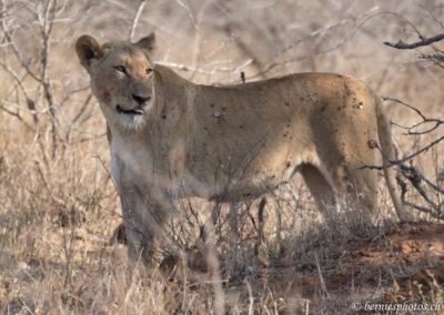 Lionne tirant la langue