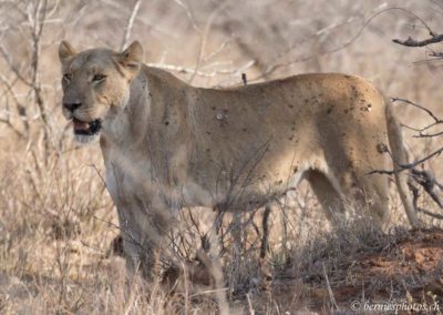 Lionne après le repas