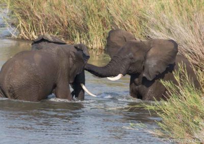 Eléphants dans la Sabie