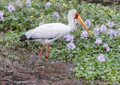 Tantale ibis