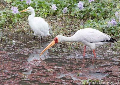 Tantale ibis et grande aigrette
