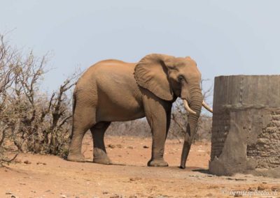 Mâle solitaire au réservoir d'eau