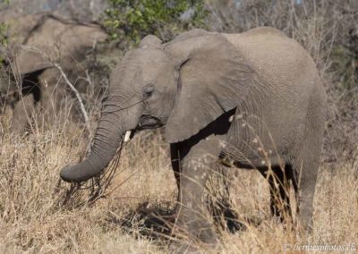 Jeune éléphant