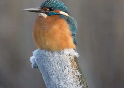 Martin-pêcheur et premiers frimas