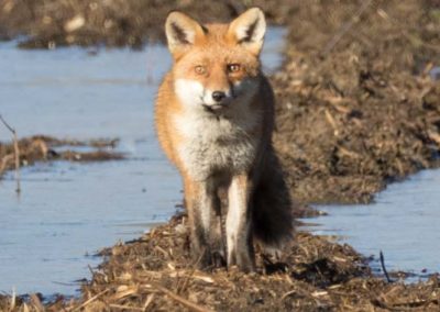 Renard dans sa fourrure d'hiver