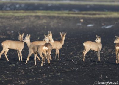 Groupe de chevreuils dans le Grand-Marais