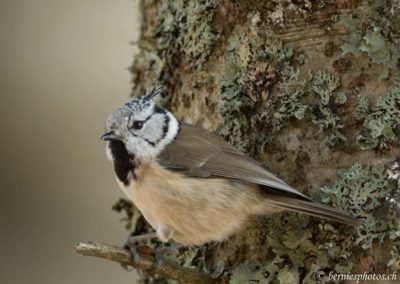 Mésange huppée en forêt