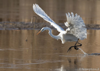 Grande aigrette à la pêche