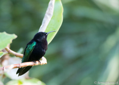 Colibri madère