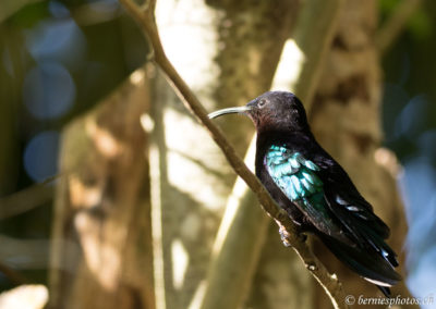 Colibri madère surveillant son territoire