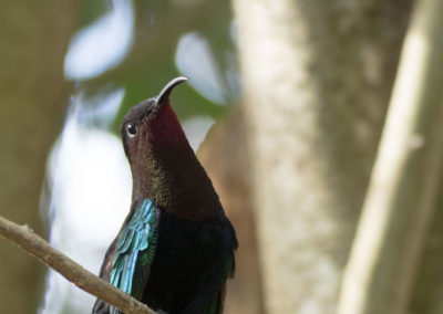 Colibri madère montrant sa gorge pourpre