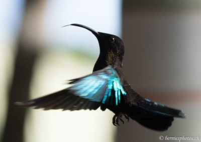 Colibri madère en vol stationnaire
