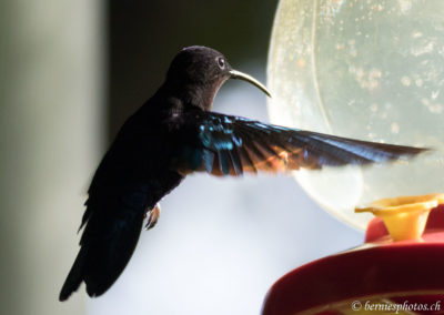 Colibri madère à l'abreuvoir
